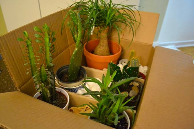 Plants and Other Items That Need Special Arrangements
