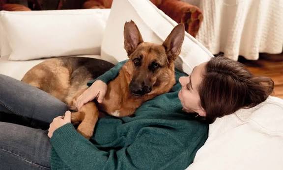 Helping a Dog Settle After Moving House